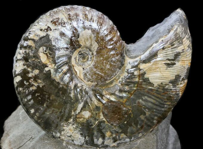 Displayable Hoploscaphites Ammonite - South Dakota #34173